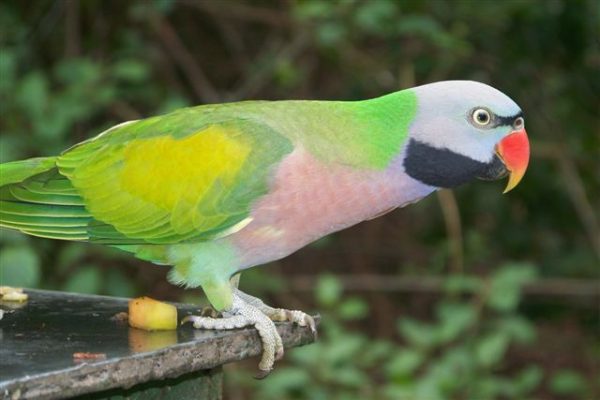 Red-Breasted Parakeet for sale