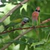 Red-Breasted Parakeet for sale