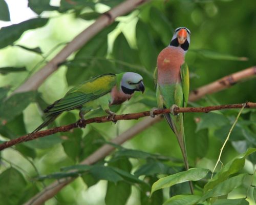 Red-Breasted Parakeet for sale