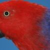 Red-Sided-Eclectus-1-600x244 Red Sided Eclectus parrot