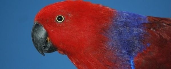Red-Sided-Eclectus-1-600x244 Red Sided Eclectus parrot