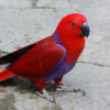 Red-Sided-Eclectus Buy Stunning Red-Sided Eclectus for Sale