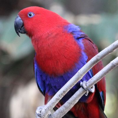 Red-Sided-Eclectus-2-400x400 Red Sided Eclectus parrot