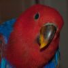Red-Sided-Eclectus-4-600x399 Buy Stunning Red-Sided Eclectus for Sale