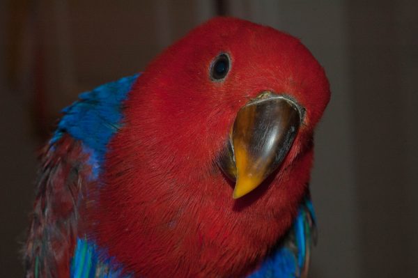 Red-Sided-Eclectus-4-600x399 Buy Stunning Red-Sided Eclectus for Sale