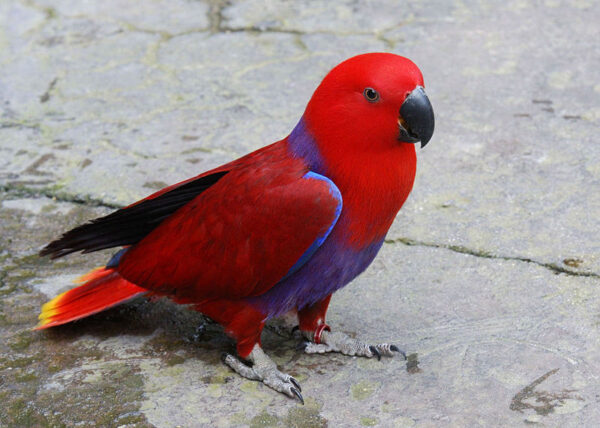 Red-Sided-Eclectus Buy Stunning Red-Sided Eclectus for Sale