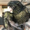 Red Tailed Black Cockatoo
