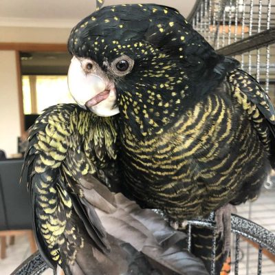 Red Tailed Black Cockatoo
