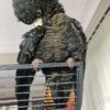 Red Tailed Black Cockatoo
