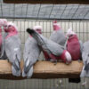 Buy Galah Cockatoo for Sale
