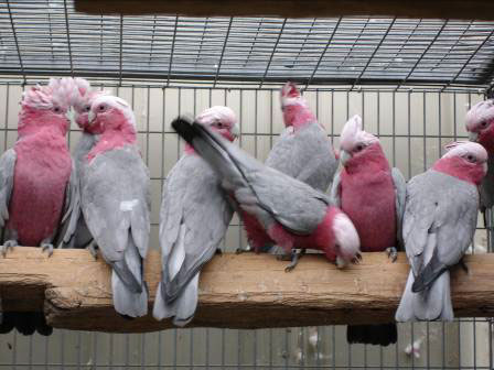 Buy Galah Cockatoo for Sale