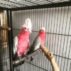 Buy Galah Cockatoo for Sale