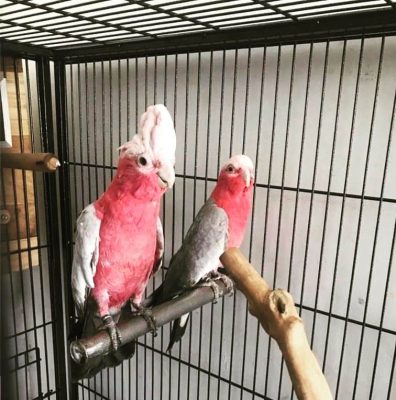 Buy Galah Cockatoo for Sale