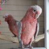 Buy Galah Cockatoo for Sale