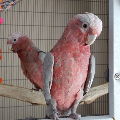 Buy Galah Cockatoo for Sale