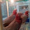 Buy Galah Cockatoo for Sale