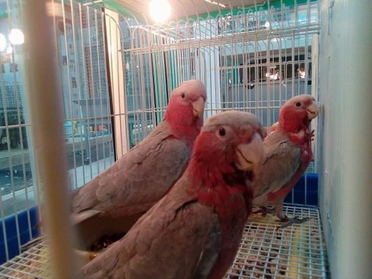 Buy Galah Cockatoo for Sale
