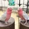 Buy Galah Cockatoo for Sale