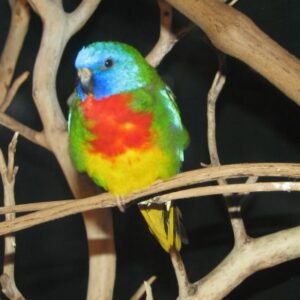 Scarlet-Chested-Parrot-480x400 Scarlet-Chested Parrot