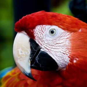 Scarlet Macaw parrot