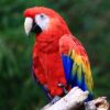 Buy Stunning Scarlet Macaw for Sale
