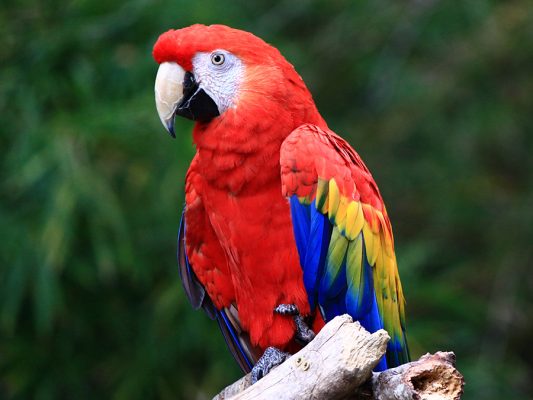 Buy Stunning Scarlet Macaw for Sale