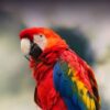 Buy Stunning Scarlet Macaw for Sale