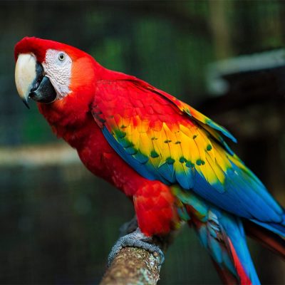 Buy Stunning Scarlet Macaw for Sale