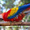 Buy Stunning Scarlet Macaw for Sale