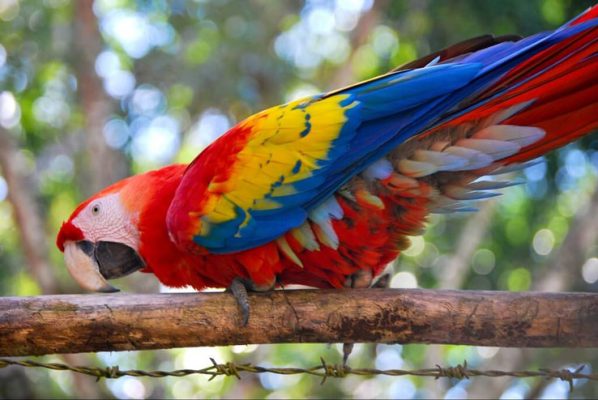 Buy Stunning Scarlet Macaw for Sale