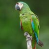 Severe-Macaw-1-600x400 Severe Macaw parrot