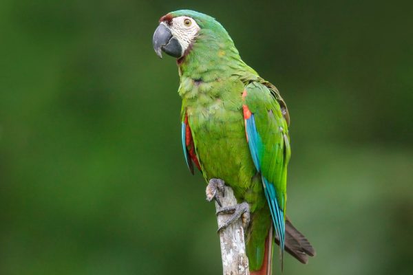 Severe-Macaw-1-600x400 Severe Macaw parrot