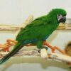 Severe-Macaw-2-541x400 Severe Macaw Price | Cost, Health Guarantees & Buying Guide