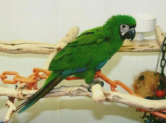 Severe-Macaw-2-541x400 Severe Macaw Price | Cost, Health Guarantees & Buying Guide