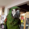 Severe-Macaw-3-533x400 Severe Macaw Price | Cost, Health Guarantees & Buying Guide