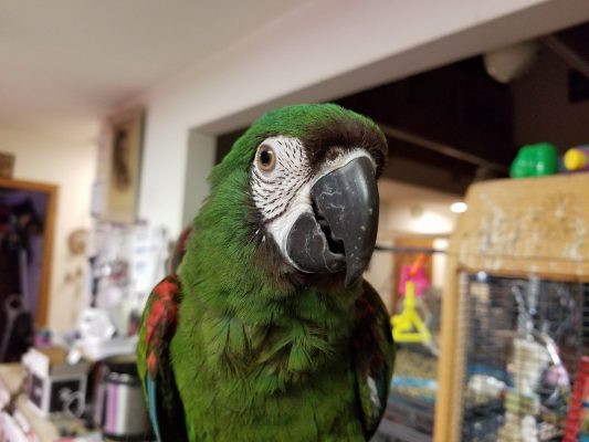 Severe-Macaw-3-533x400 Severe Macaw Price | Cost, Health Guarantees & Buying Guide
