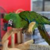 Severe-Macaw-4-600x800 Severe Macaw Price | Cost, Health Guarantees & Buying Guide