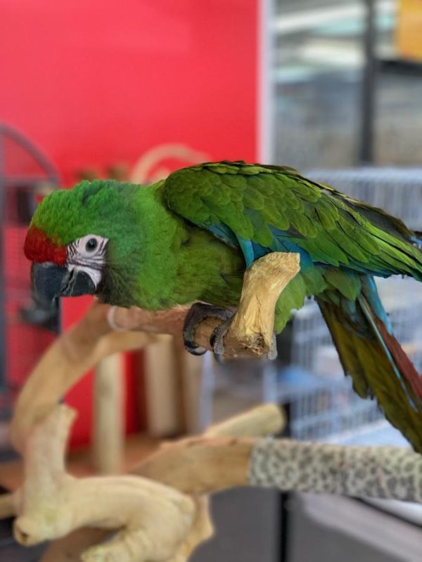 Severe-Macaw-4-600x800 Severe Macaw Price | Cost, Health Guarantees & Buying Guide