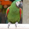 Severe-Macaw-564x800 Severe Macaw parrot