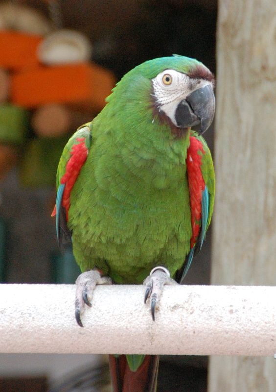 Severe-Macaw-564x800 Severe Macaw parrot