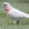Slender-Billed Cockatoo for Sale