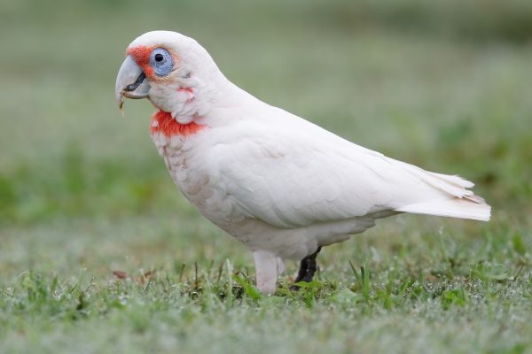 Slender-Billed Cockatoo for Sale
