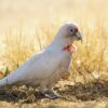 Slender-Billed Cockatoo for Sale
