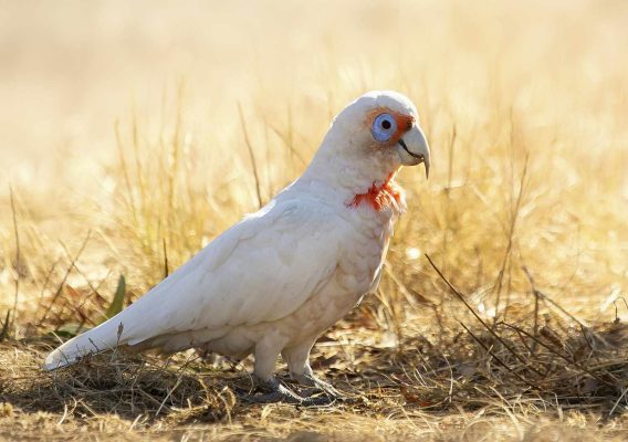 Slender-Billed Cockatoo for Sale
