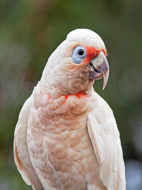 Slender Billed Cockatoo