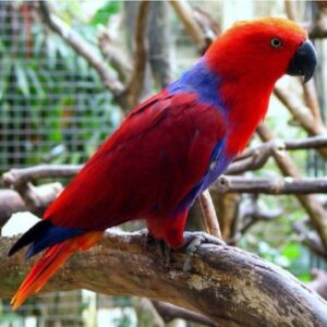 Solomon Island Eclectus parrot