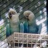 Spixs Macaw parrots