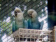 Spixs Macaw parrots