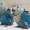 Spixs Macaw parrot