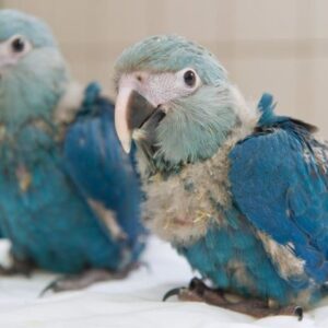Spixs Macaw parrot